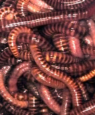 tiger worms